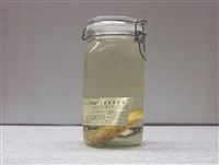 藏品(粗斑花鱸)的圖片